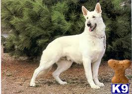 Stud Dogs in NM