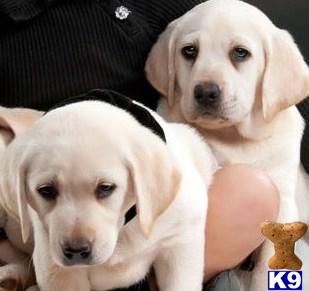 Labrador Retriever Puppies in SC