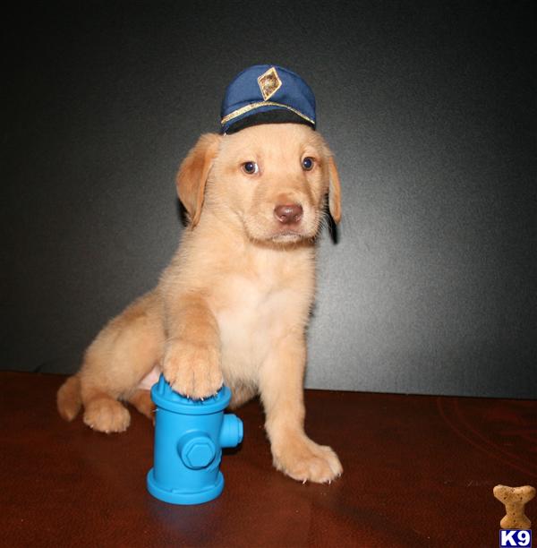 Puppies in GA