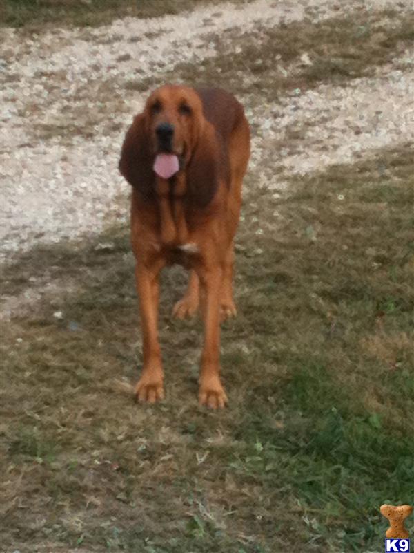 Stud Dogs - Bloodhound