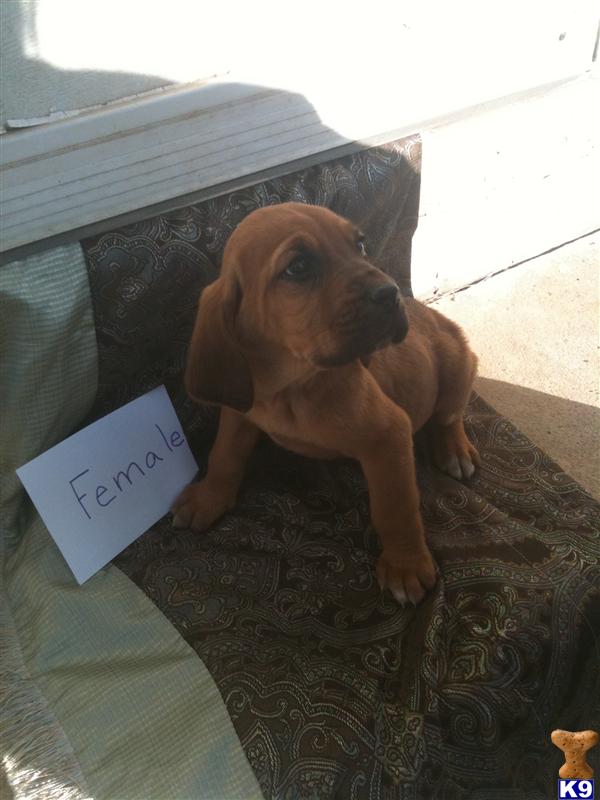 Virginiafind bloodhound breeders, puppies sale, pricebloodhound breeders, bloodhound puppies within Hill, virginia for north carolina, 