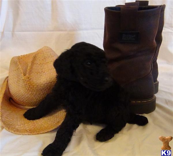 Poodle Puppies in TX