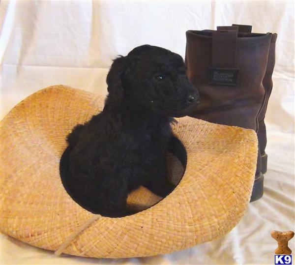 Poodle Puppies in TX