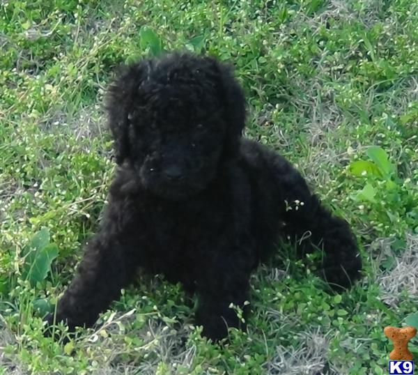 Puppies in Katy