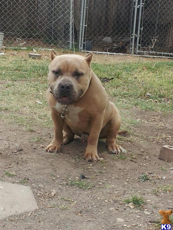 Stud Dogs - American Pit Bull