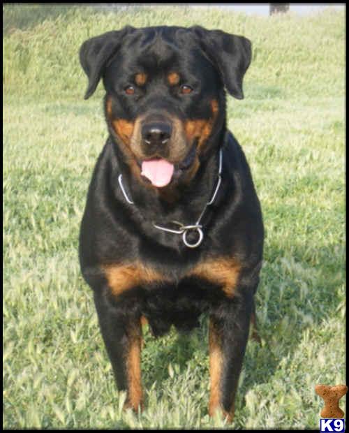Dogs - Rottweiler