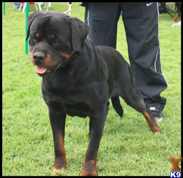 Dogs - Rottweiler