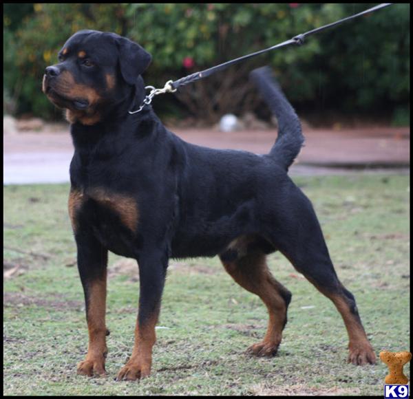 Stud Dogs - Rottweiler