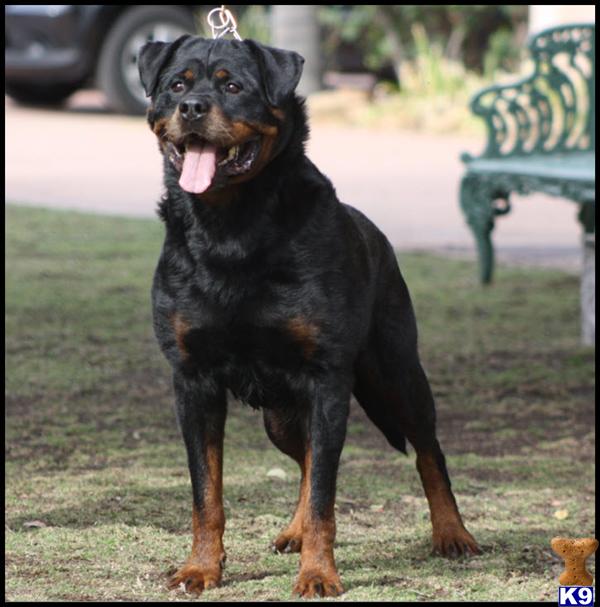 Stud Dogs - Rottweiler