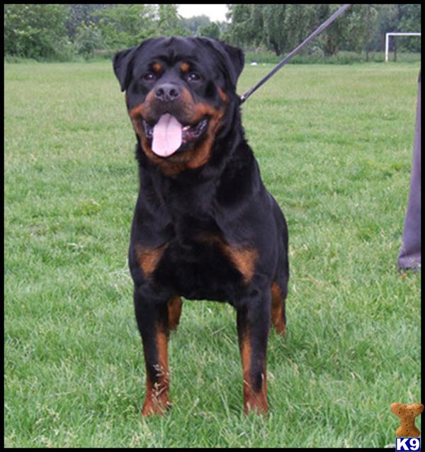 Stud Dogs - Rottweiler