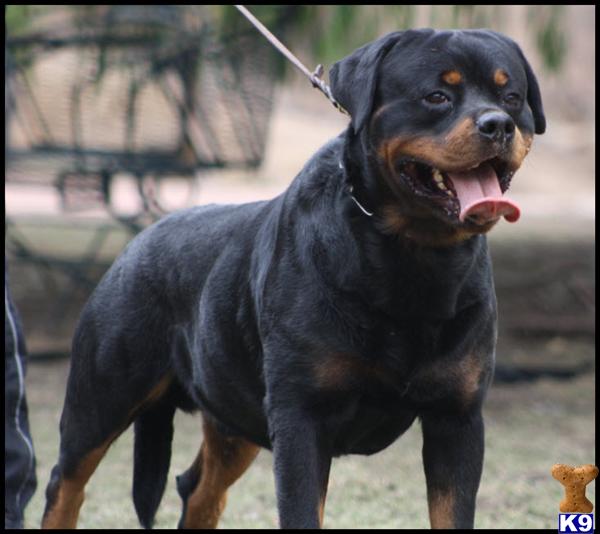 Stud Dogs - Rottweiler