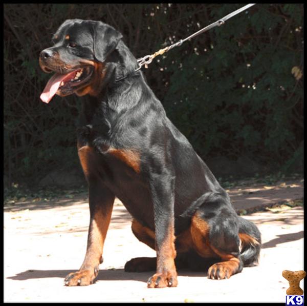 Dogs for Sale in CA