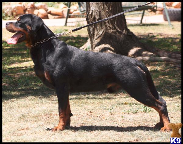 Dogs for Sale in CA