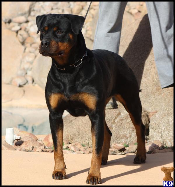Dogs for Sale in CA