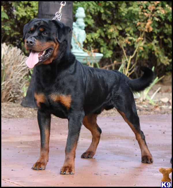 Stud Dogs - Rottweiler