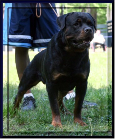 Rottweiler Puppies in FL