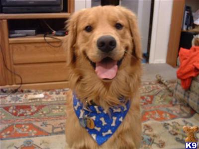 Stud Dogs in MD
