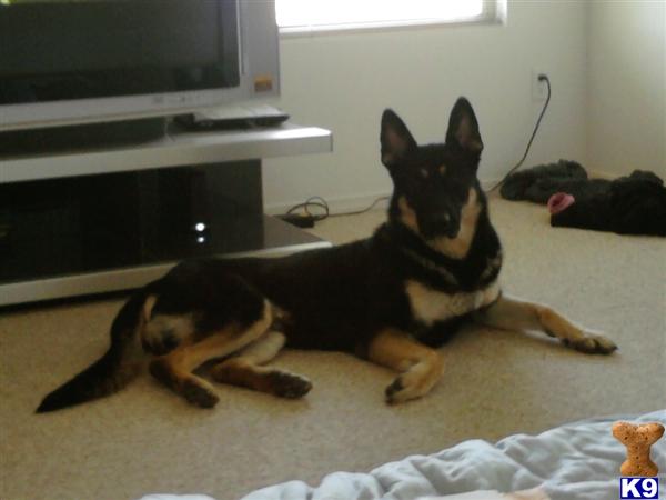 Stud Dogs in NM