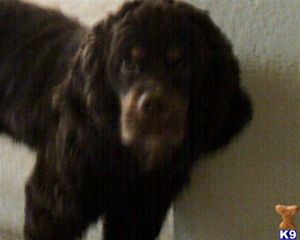 Stud Dogs - Cocker Spaniel
