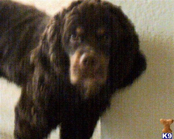 Stud Dogs - Cocker Spaniel