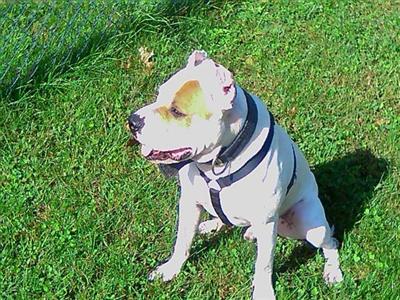 Stud Dogs in PA
