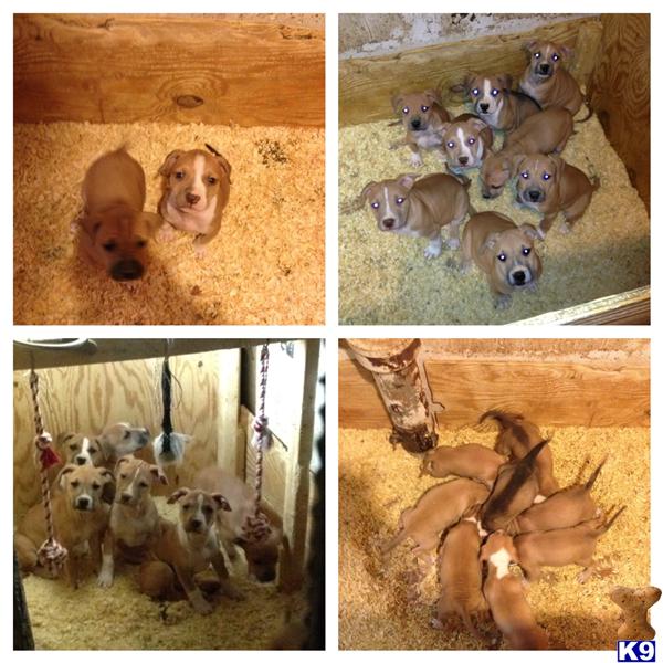 Puppies in Philadelphia