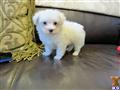 Maltese