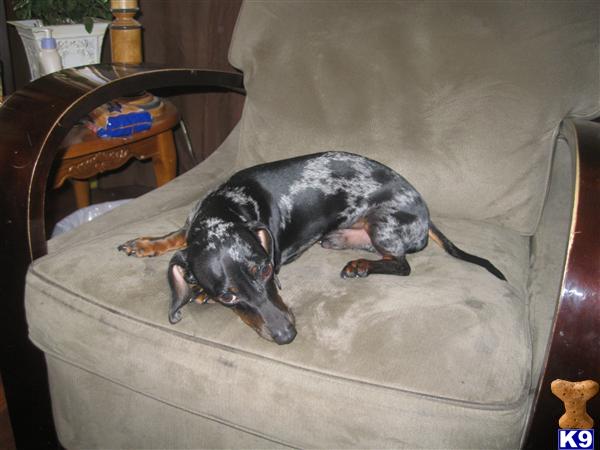 Stud Dogs - Dachshund