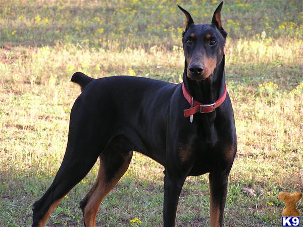 doberman puppies for sale in ga document moved doberman puppies for sale in ga document moved