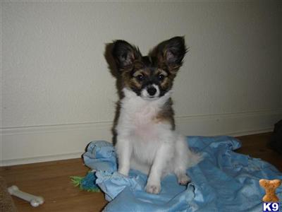 Puppies in CT