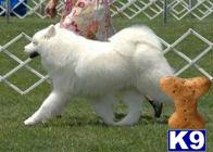 Puppies in Suffolk