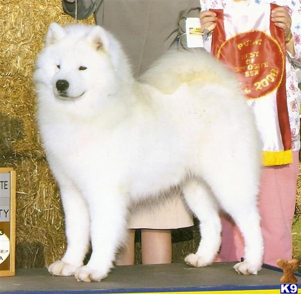 Stud Dogs - Samoyed