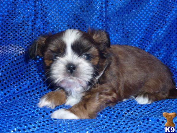 Puppies in Phoenix