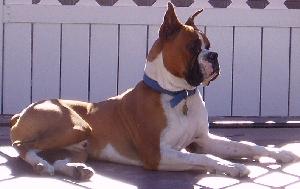 Stud Dogs in CO