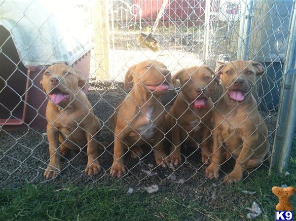 puppies for sale in palmdale ca blue nose pitbull puppies for sale palmdale ca breeds picture puppies for sale in palmdale ca blue nose pitbull puppies for sale palmdale ca breeds picture