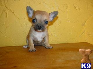 Puppies in Palm springs