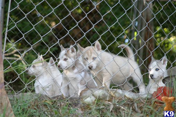 husky puppies virginia document moved husky puppies virginia document moved