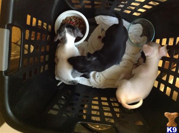 Puppies in Orlando