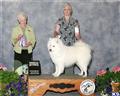 Samoyed