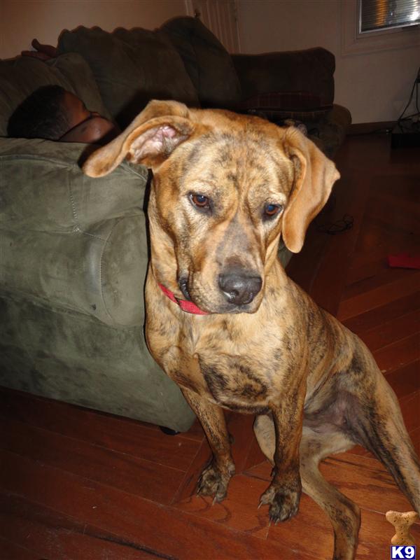 Dogs - Tosa-Ken