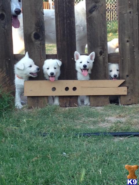 German Shepherd Puppies in TX