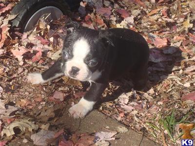 Puppies in IA