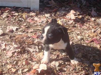 Puppies in IA