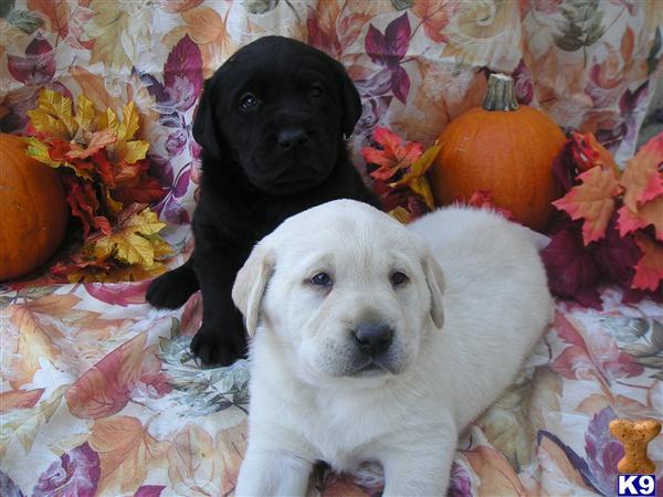 Puppies in Corona
