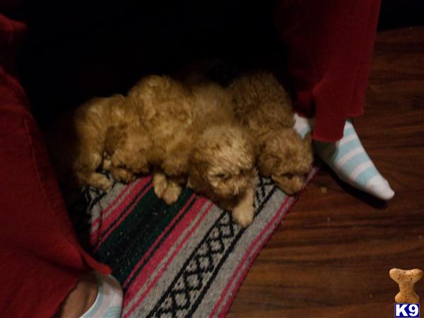 Puppies in San antonio