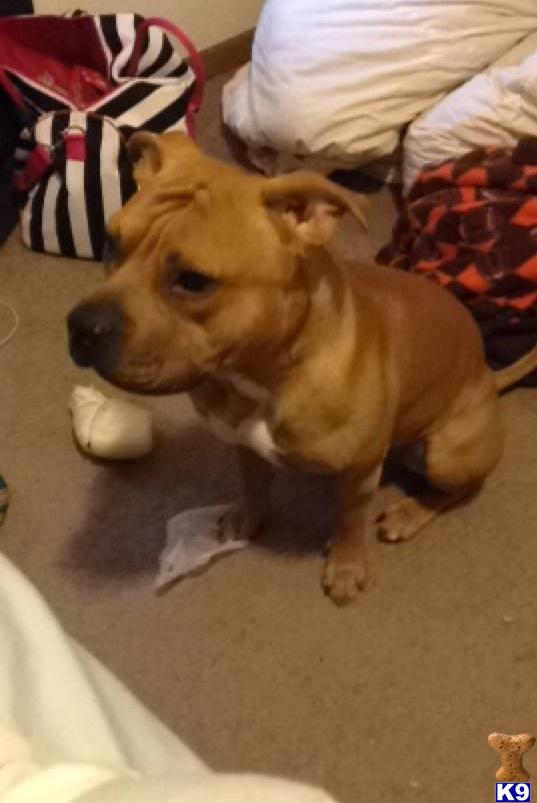 Stud Dogs - American Pit Bull