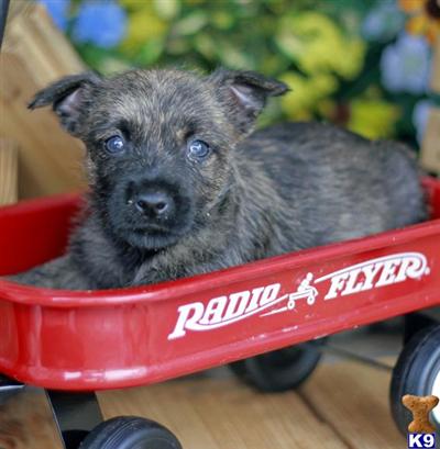 Cairn Terrier Puppies for Sale