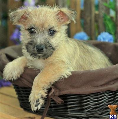 Cairn Terrier Puppies for Sale