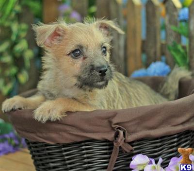 Cairn Terrier Puppies for Sale