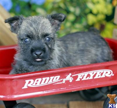 Cairn Terrier Puppies for Sale